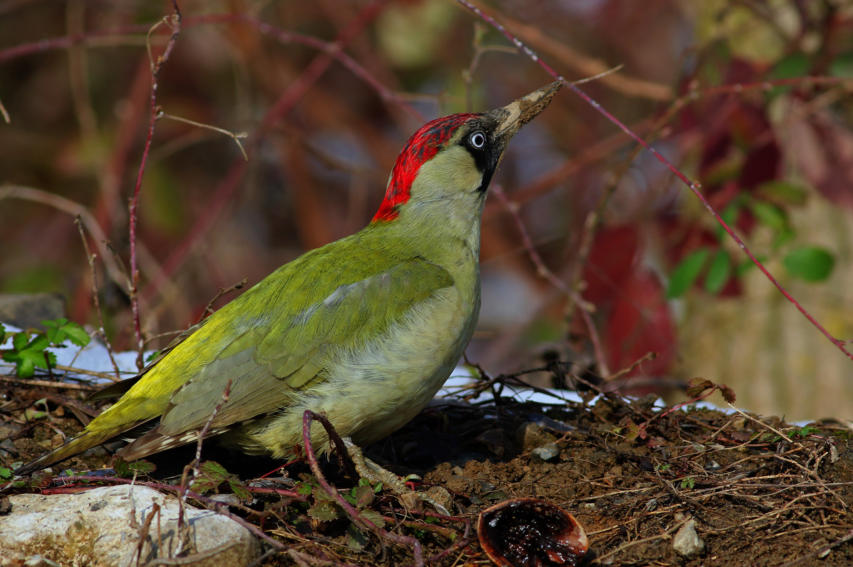 Eurasian Green Woodpecker